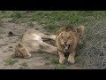 SafariLive Jan 06- Someone needs clean underwear!  LOL Grumpy lion..