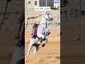 مسابقة الفروسية مأرب الفائز الاول شبل شبوة الحارثي اليمن