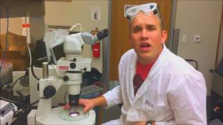 Equine Genetics Daily- Horse Science Final