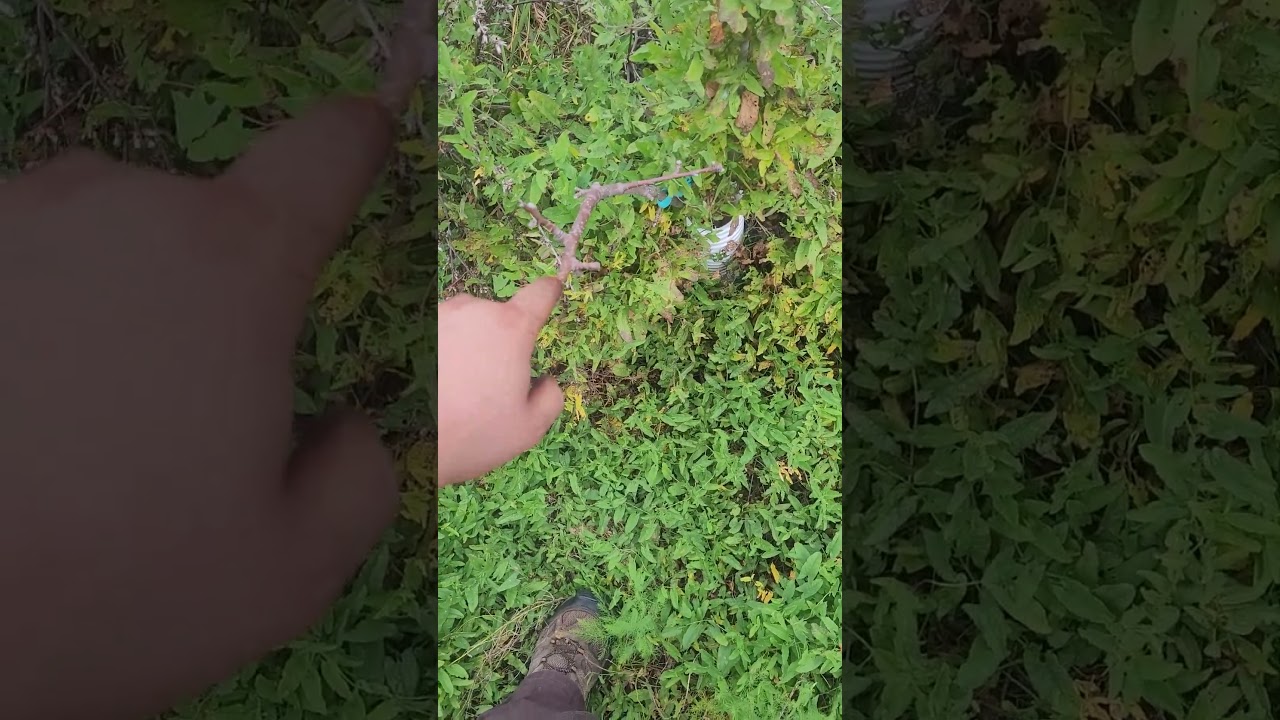 Is this Tree Dead, or Dormant? How and Why to Do a Scratch Test on your trees!