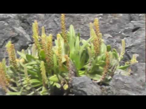 Video: Seaside Plantain