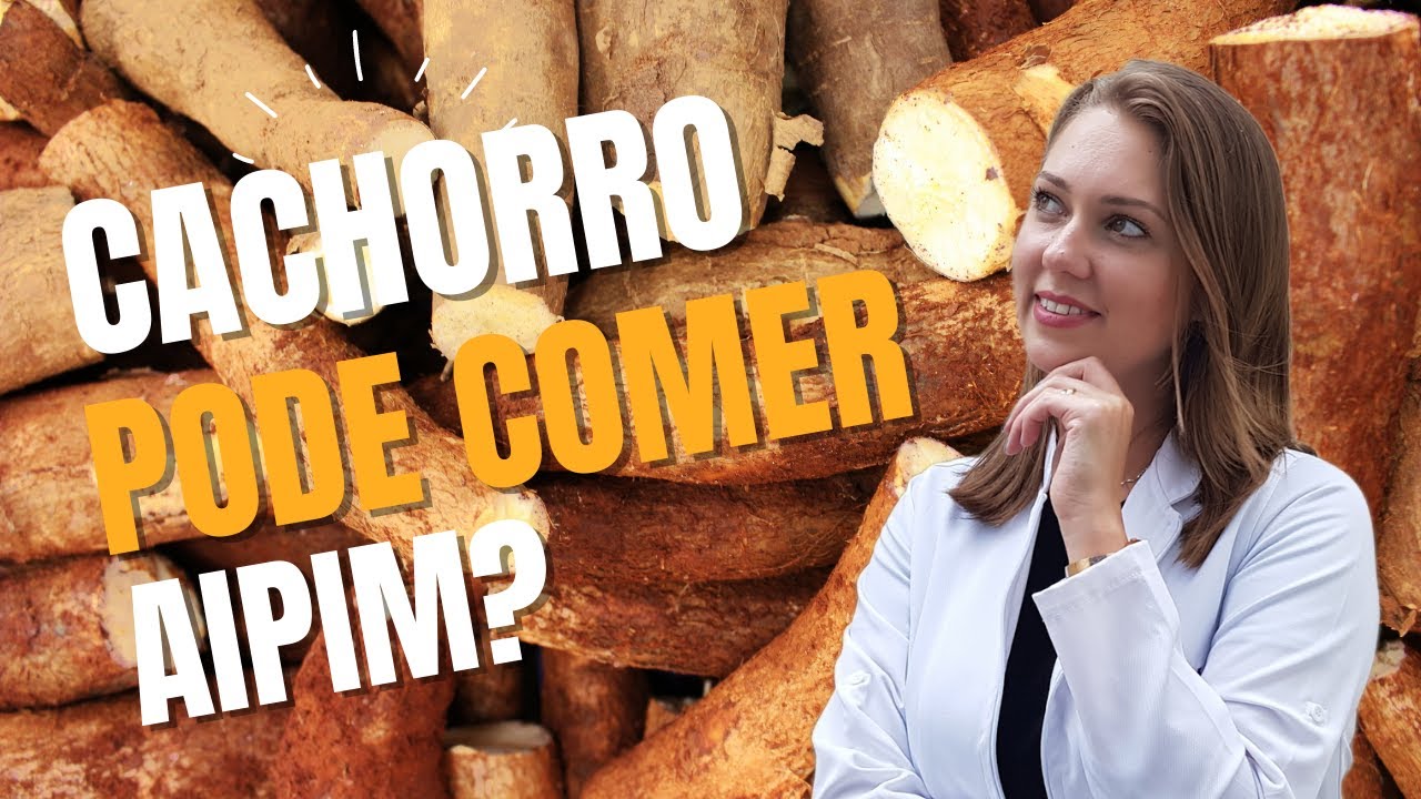 Cães podem comer aipim? | Cão pode comer aipim? | Cão pode comer ...