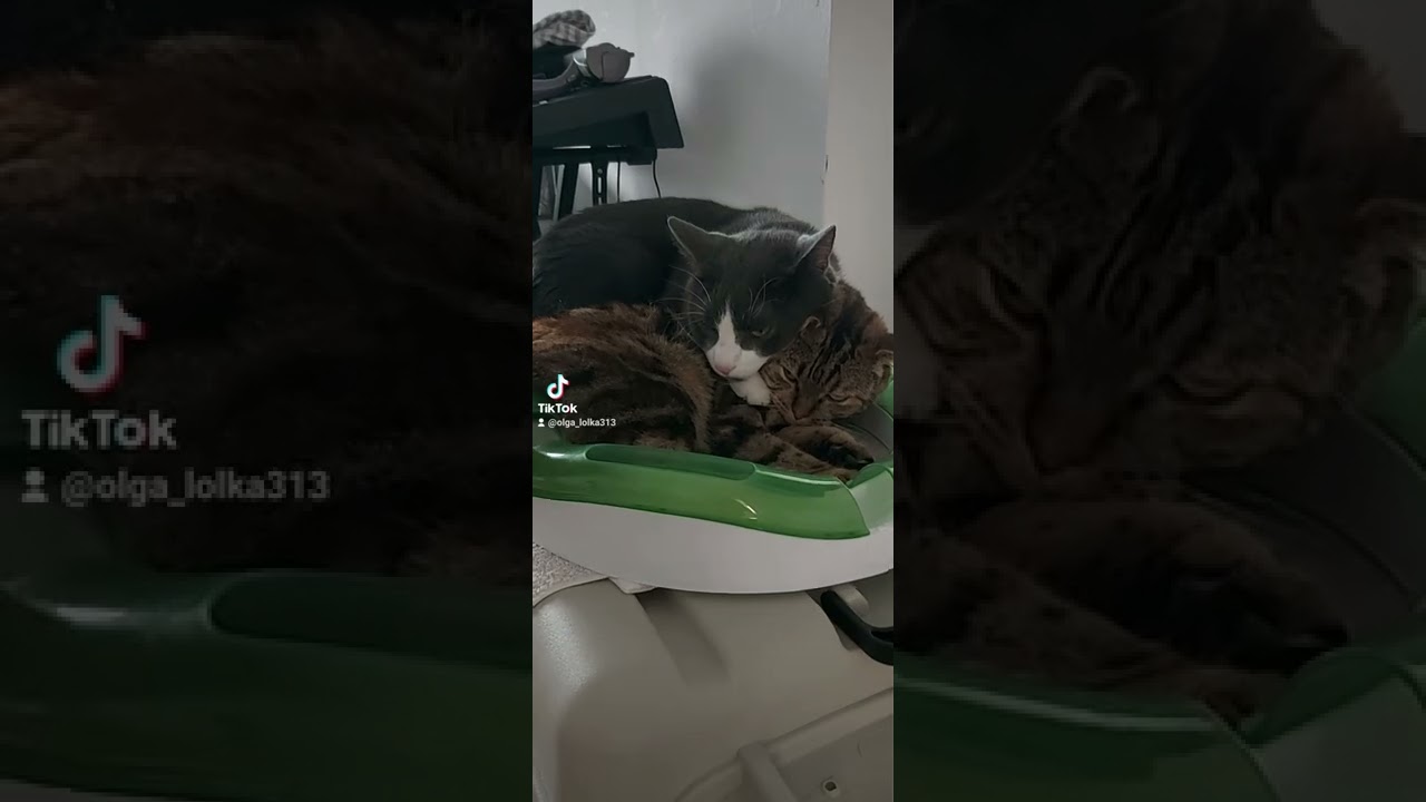 Это любовь!💘