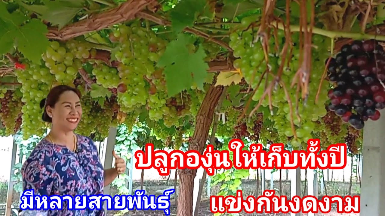 ฟังทางนี้!! องุ่นสายพันธุ์ไหนดี ฟังก่อนปลูกเปรียบเทียบกันชัดๆ ชอบแบบไหนปลูกแบบนั้น