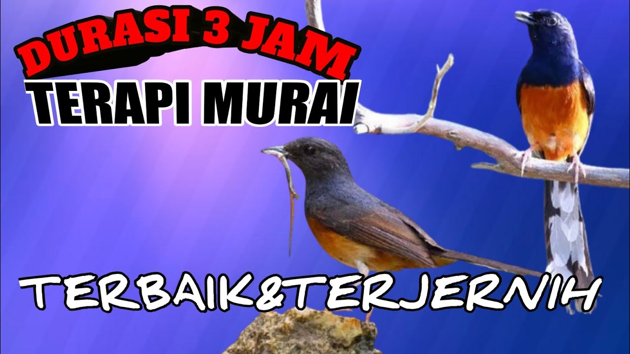 TERAPI MURAI KAWIN SUPER AMPUH DURASI SUPER PANJANG