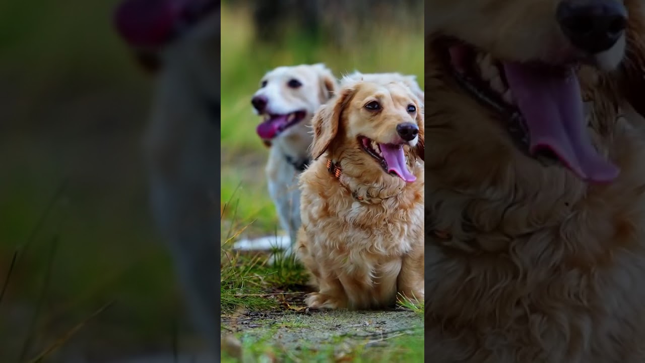 Give your pet the best with Monge