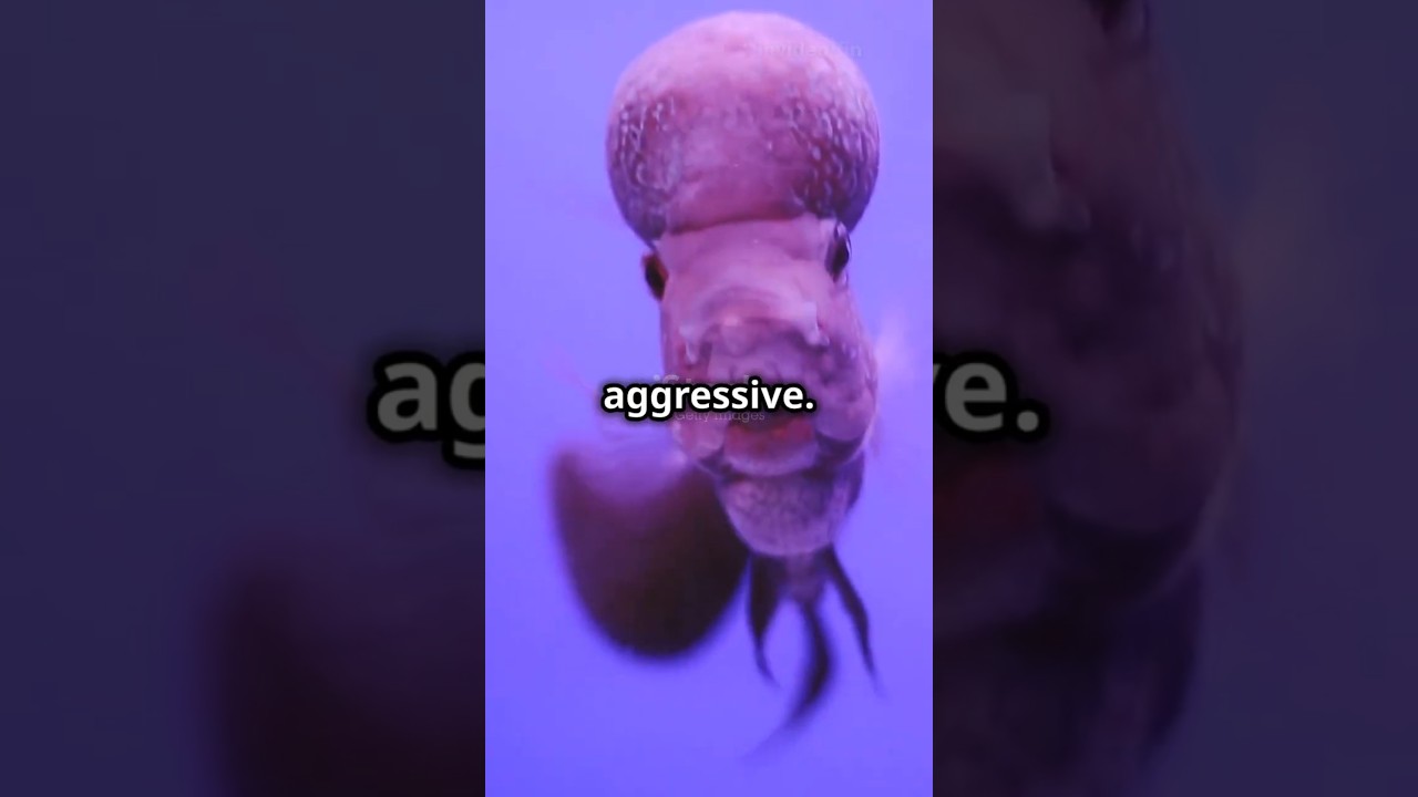 Flowerhorn Tank Mates! 