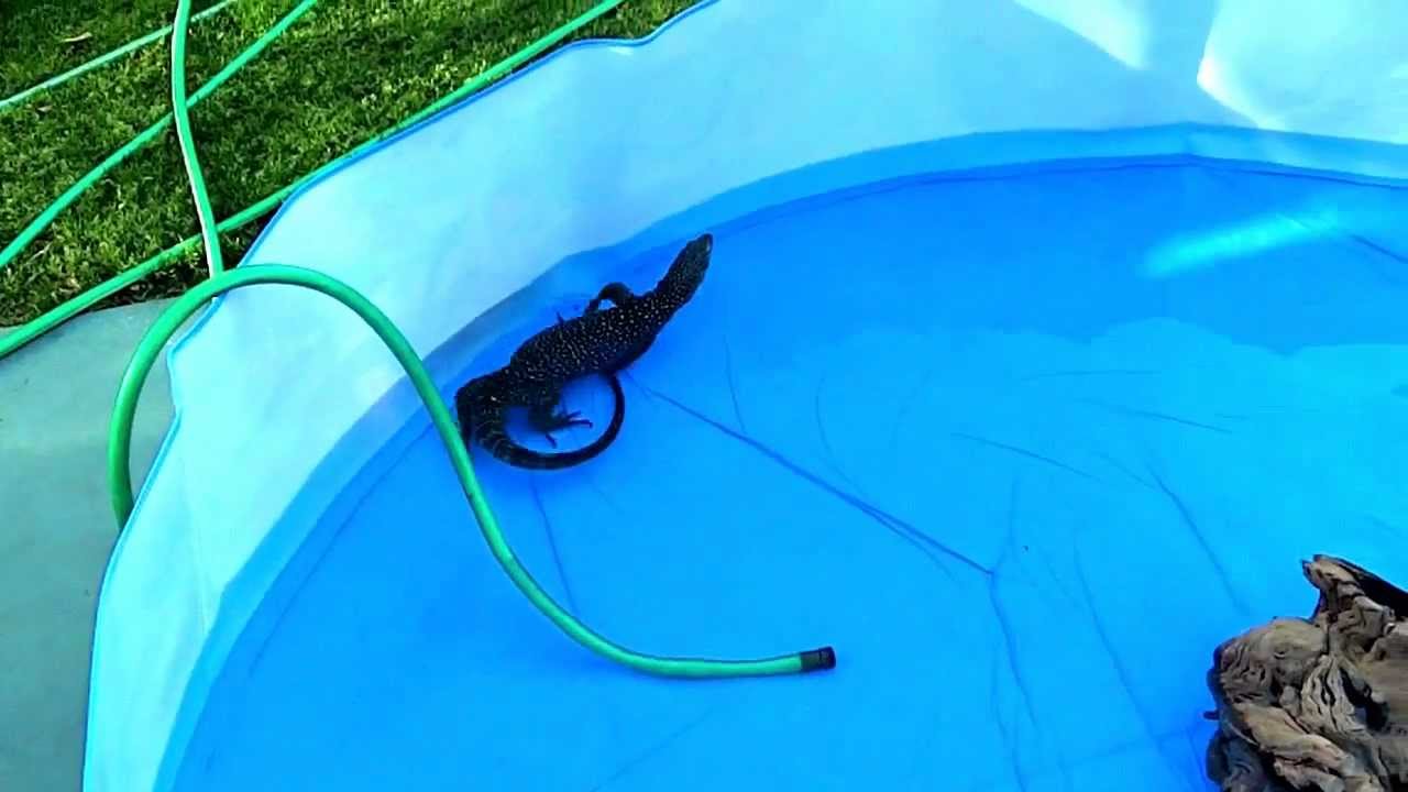 morphemes pdf Mangrove Monitor in a Swimming pool !!