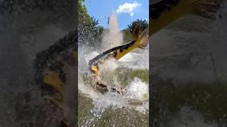 Download Lagu Kemunculan Hewan misterius Di Danau #Misteri #Ikanmisterius #masukberanda #fypyoutube #4k MP3