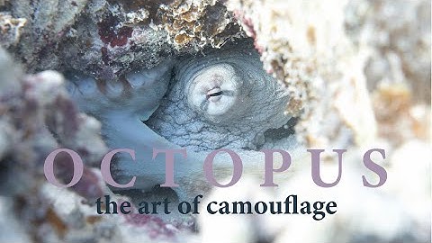 The Master of Camouflage: Octopus on Heron Island | 4K Wildlife Footage