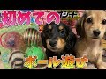 ダックス仔犬姉妹が「音の鳴るボールで大興奮！？と思いきや興味が…【♯010】
