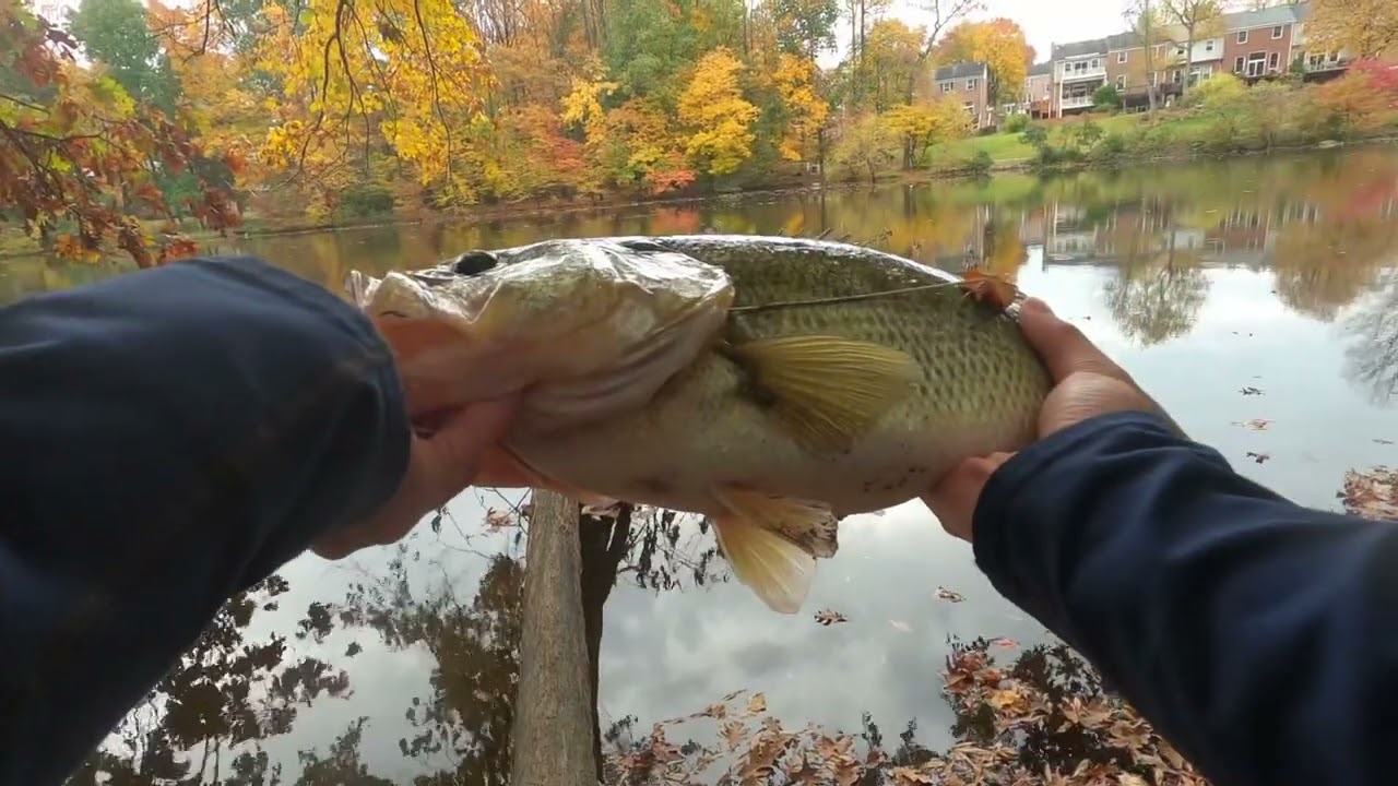 Big bass caught on a Zman chatter bait. Fall bass fishing