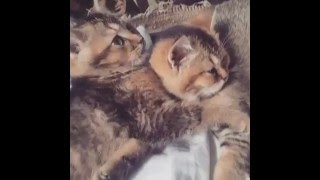 Котята Котята