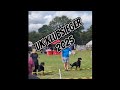 Rottweiler UK Klubsieger Show 2025 | Male Open & Champion Male Highlights 🏆 #rottweiler