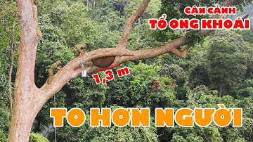 #47 -  ĐỐI ĐẦU TỔ ONG KHOÁI TO HƠN NGƯỜI | Thợ Rừng
