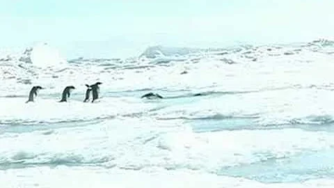 Ice Penguins