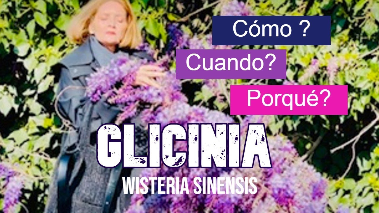 Cómo? Cuando ? Porqué? Tener Glicinia (Wisteria sinensis)#plantas #flores #natural #flowers #garden