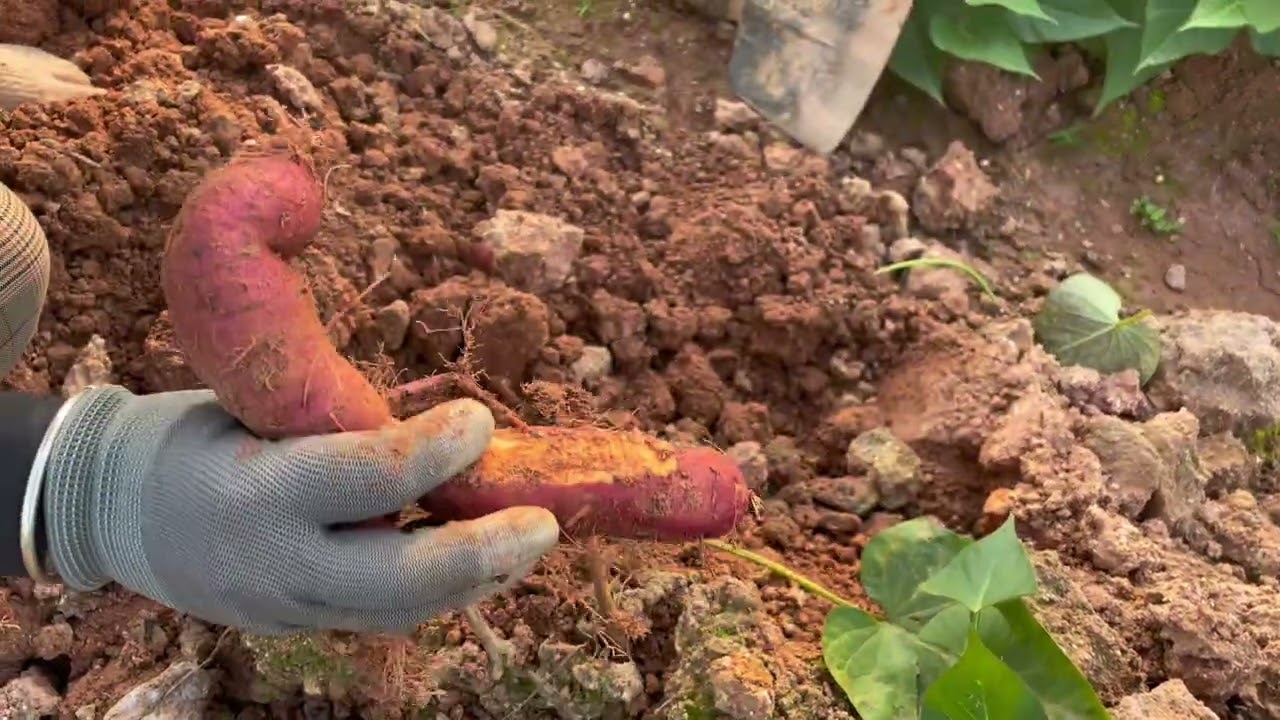 Thu hoạch khoai lang 🍠- loại củ có tác dụng tốt với sức khỏe mọi người 😍