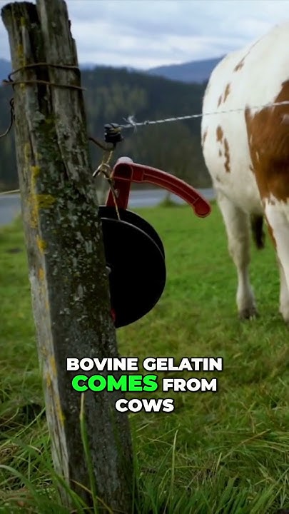 Is Bovine Gelatin Halal Unveiling The Truth About Its Halal Status is-bovine-gelatin-halal-unveiling-the-truth-about-its-halal-status