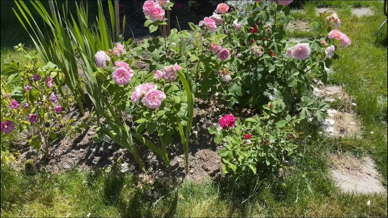 Saving my Bare Root Rose from Wet Clay Waterlogged Soil Zone 8 (PNW