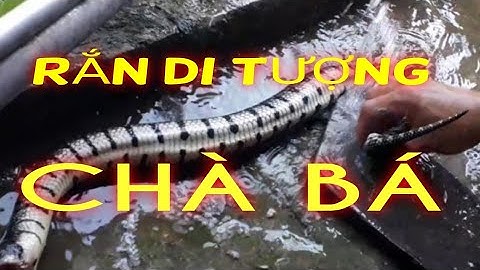 Rắn kho nước dừa