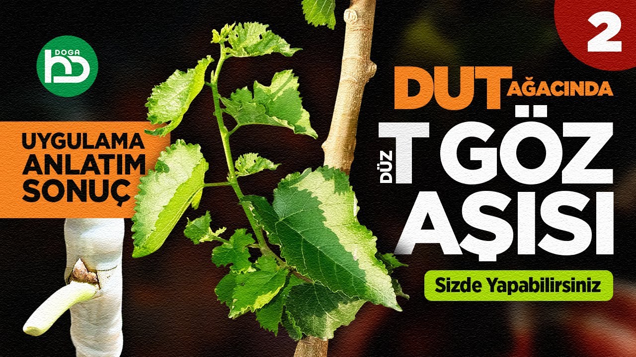 Как сделать плоскую Т-образную прививку на тутовом дереве. (слезы/10)