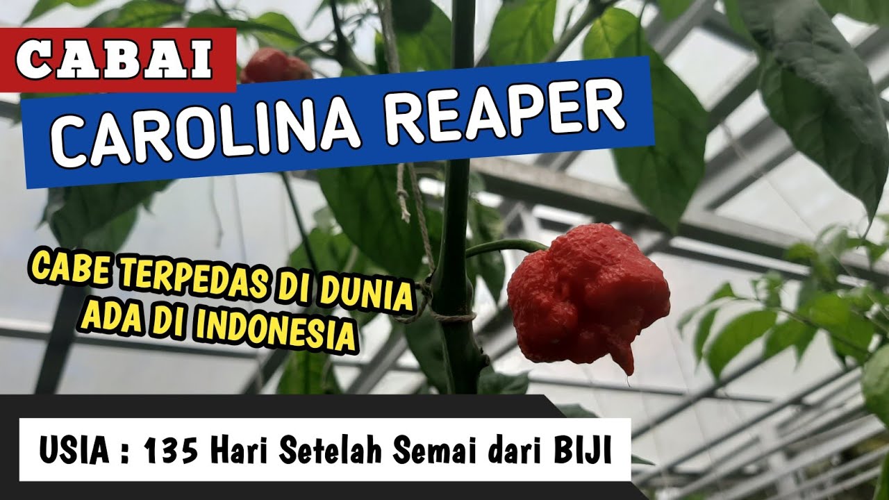 135 HSS | Cara Menanam Cabai CAROLINA REAPER dengan Sistem Wick