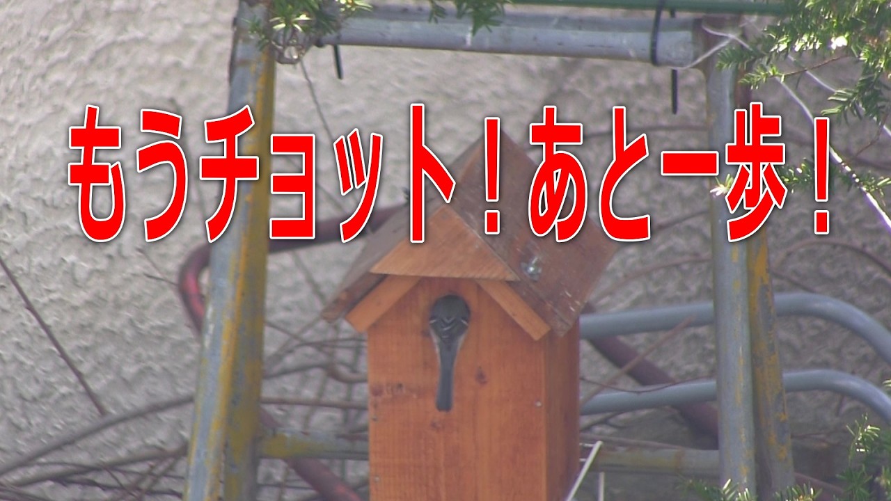 This is the condition of the nest box as of April 19, 2026. - YouTube