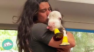 Smallest Horse In The World Thinks He’s A Big Dog | Cuddle Buddies