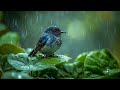 рџЋ Soft Piano Birdsong Gentle Rain 4K Central Nervous System Relaxation рџ ЉпёЏрџ ЉпёЏрџ ЉпёЏ рџЋ Soft Piano Birdsong Gentle Rain 4K Central Nervous System Relaxation рџ ЉпёЏрџ ЉпёЏрџ ЉпёЏ