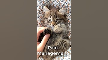 CAT Purring Benefits #shorts #cats