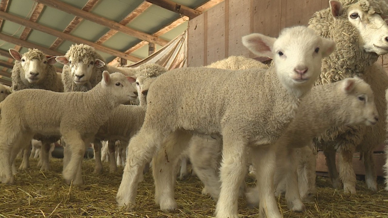 Ikaho Green Ranch to open to the public from the 20th - Shibukawa