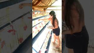 Thanks for the blessing lord 🙏#poultryfarming #rtlchicken #businessmindset #enjoylife