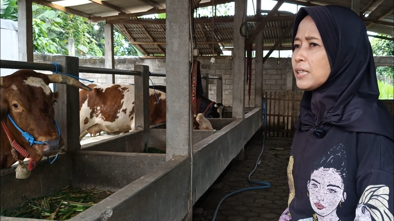 PETERNAK SAPI WANITA INSPIRATIF SPESIALIS BREEDING CETAK SAPI" INDUKAN JUARA❤️‍🔥❤️‍🔥