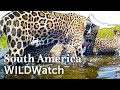 Jaguar family caught on camera trap | Iberá Wetlands | Argentina