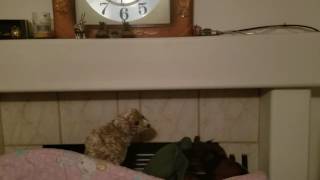 Kids Puppet Show Ruined By Fart