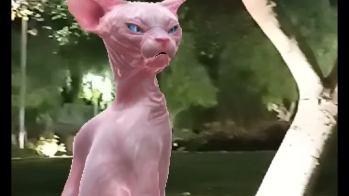 Watch the video about Wow#cat#cute#funny video#sphynx #explore