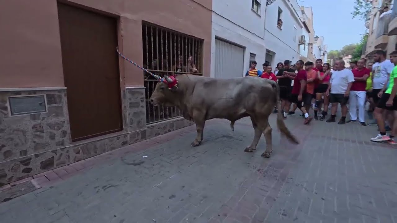 Torico de cuerda chiva 18 agosto 2025