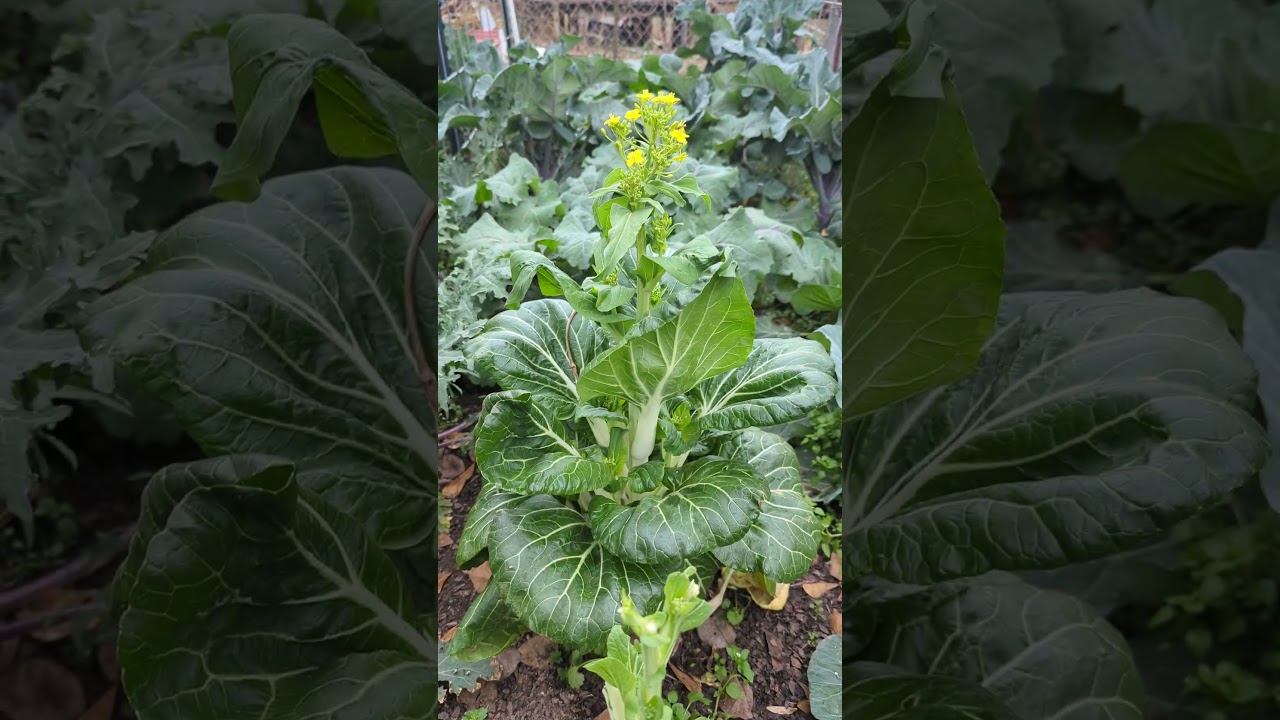 Уберите урожай капустных культур, прежде чем это произойдет!