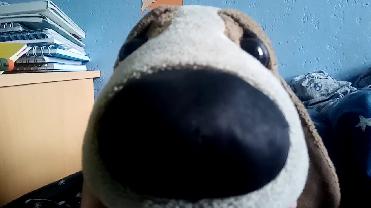 I'm in the cutest dog competition YouTube