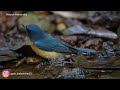 Tickell's Blue Flycatchers / "Male and Female Bathing. Goan Birds