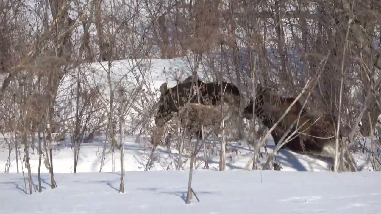 Лось дурак. Сорока вдруг повернула голову набок. Лось ушел зато рядом раздавался. Лось турист. В.
