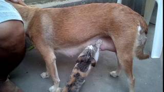 Dog Breastfeeding A Cat Cute Dog Breastfeeding A Cat Cute