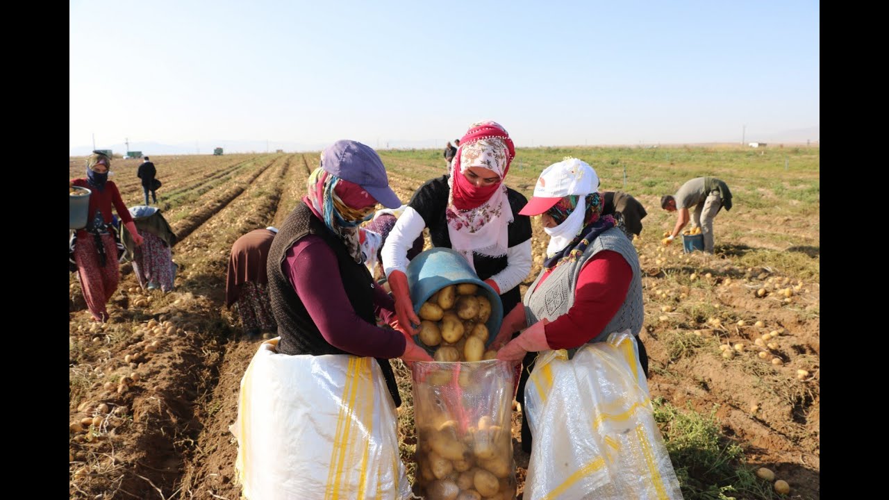 Niğde’de kışlık patates hasadı başladı