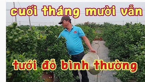 Tưới đỗ tương cho quất tết quất chum # cần bán luôn vườn quất chum du 50# :0346407510
