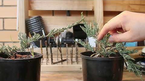 An example of thread grafting a bonsai tree (junipers)