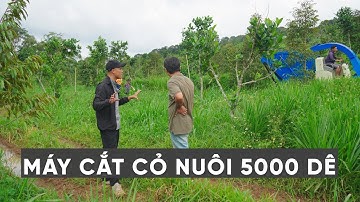 MÁY "BĂM, CẮT CỎ XẢ" CHO "TRẠI DÊ 5000 CON" CÓ GÌ ĐẶC BIỆT
