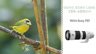 DEMO Video Sony FE 200-600mm f/5.6-6.3 G OSS Lens