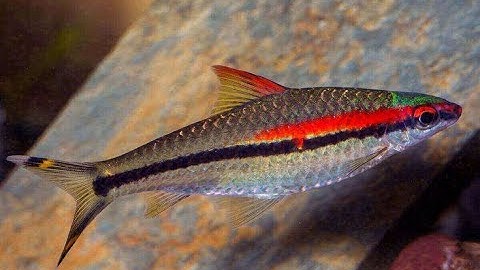 Cá hồng mi Ấn Độ (cá tên lửa) - 1 dòng cá cảnh bơi đàn siêu đẹp