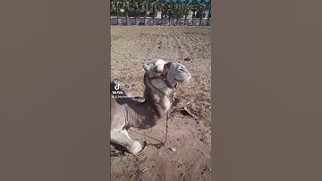أفلا  ينظرون  إلى الإبل  كيف  خلقت،  تلاوة خاشعة للشيخ عبد الباسط عبد الصمد رحمه الله  #قرآن